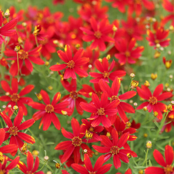 Coreopsis verticillata 'Ladybird'