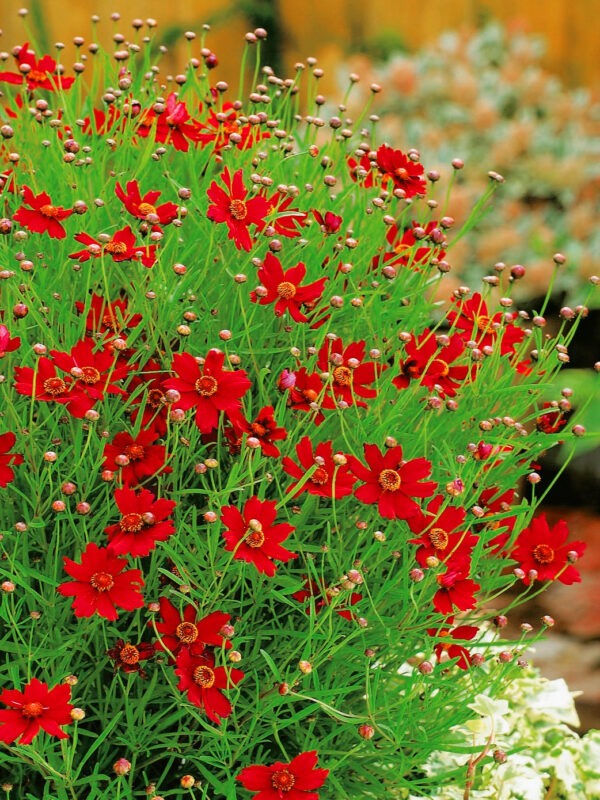 Coreopsis verticillata 'Ruby Red'