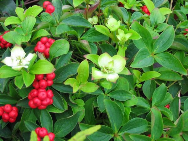 Cornus canadensis