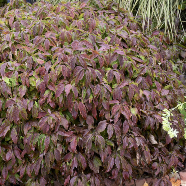 Cornus sericea 'Kelseyi'
