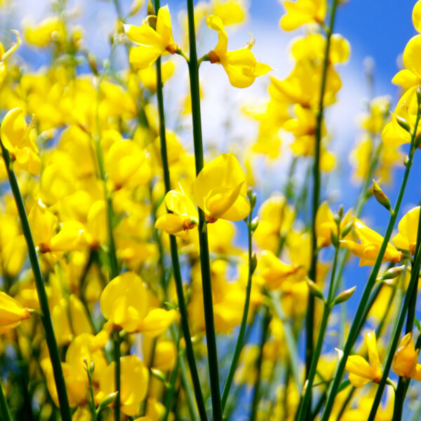 Cytisus praecox 'Allgold'