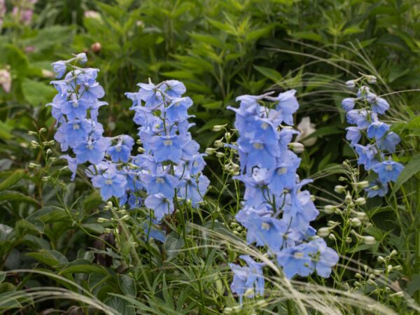 Delphinium 'Ballkleid'