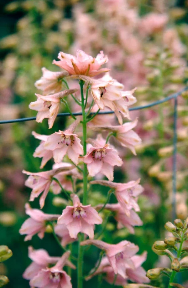 Delphinium ruysii 'Pink Sensation'