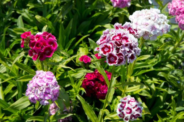 Dianthus barbatus 'Nana compacta Mix'