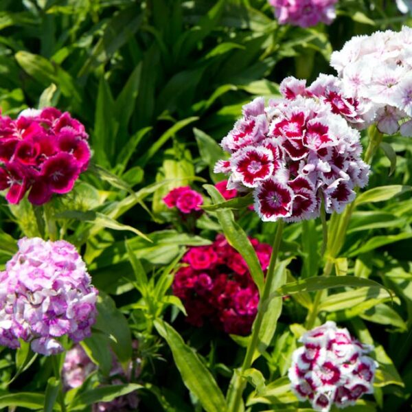 Dianthus barbatus 'Nana compacta Mix'