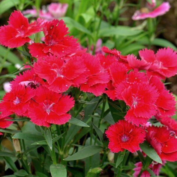 Dianthus gratianopolitanus 'Badenia'