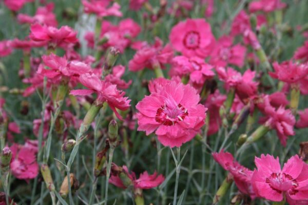 Dianthus gratianopolitanus 'Rotkäppchen'