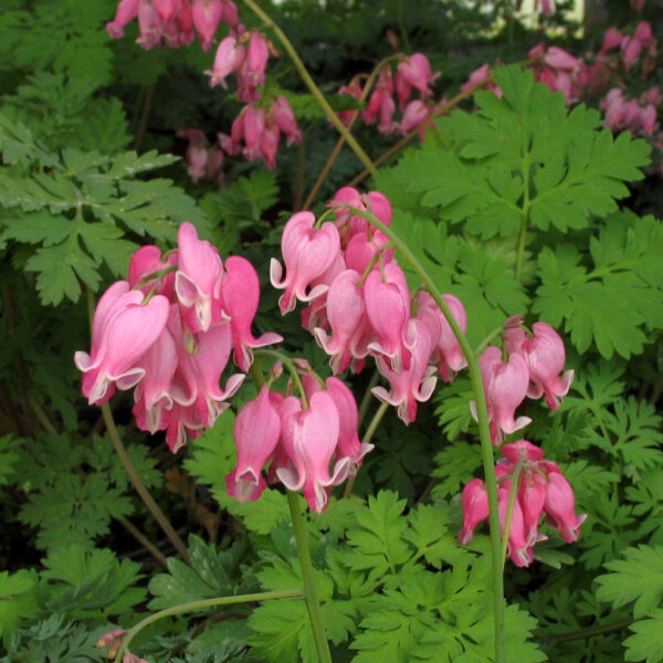 Dicentra formosa 'Luxuriant'