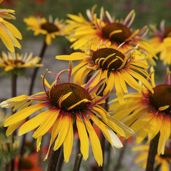 Echinacea  'Funky Yellow'