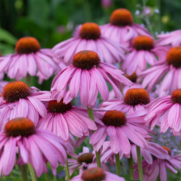 Echinacea 'Magnus'
