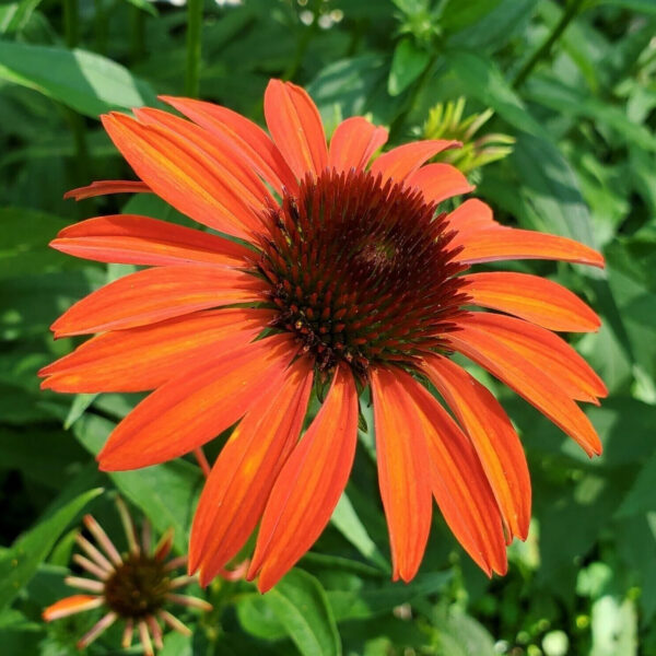 Echinacea  'Orange Passion'