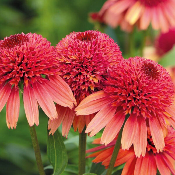Echinacea  'Raspberry Truffle'