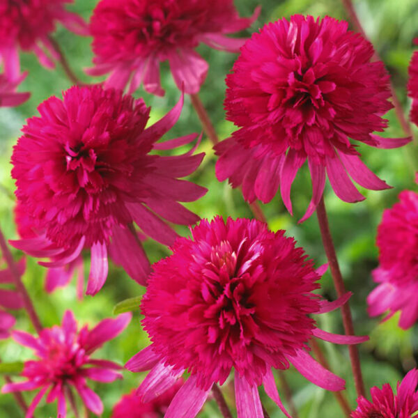 Echinacea  'Southern Bells'