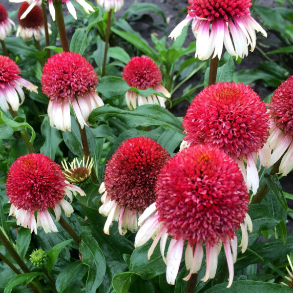 Echinacea  'Strawberry and Cream'