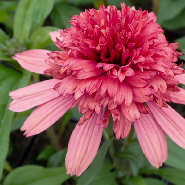 Echinacea  'Supreme Flamingo'