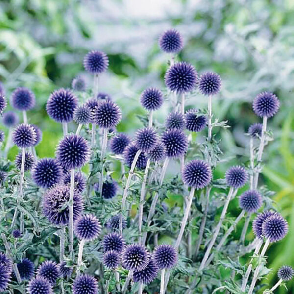 Echinops bannaticus 'Blue Globe'