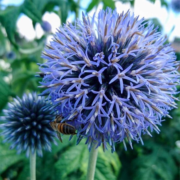 Echinops ritro 'Platinum Blue'