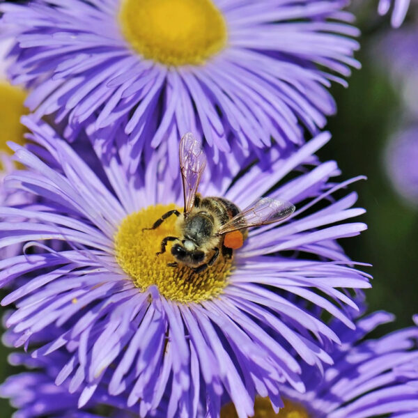 Erigeron 'Azure Beauty'