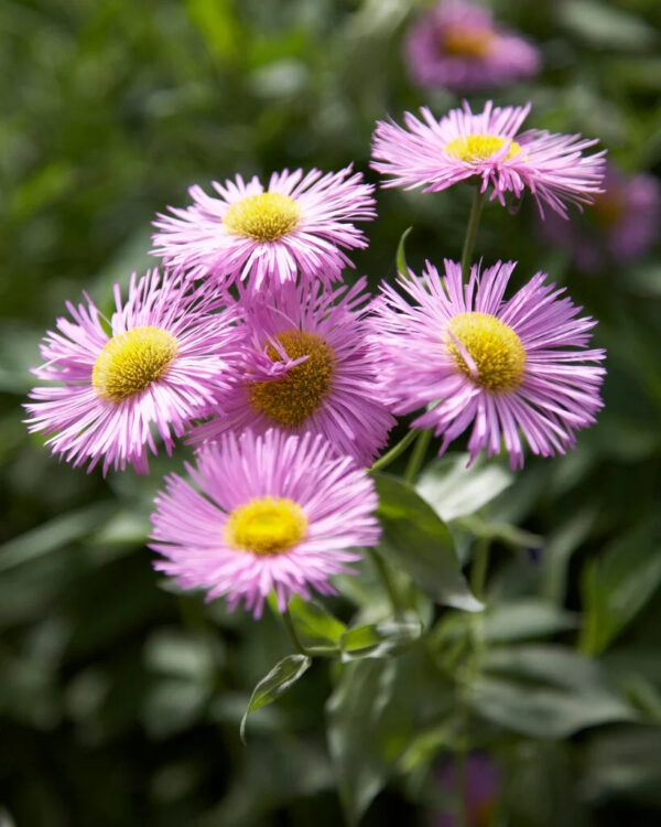 Erigeron 'Rosa Juwel'