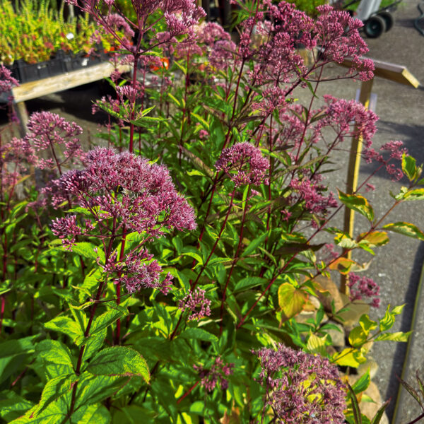 Eupatorium maculatum 'Atropurpureum'