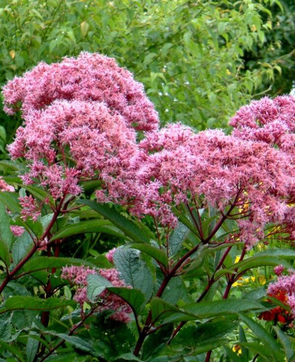 Eupatorium maculatum 'Atropurpureum'