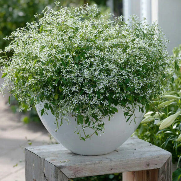 Euphorbia hypericifolia 'Diamond Frost'