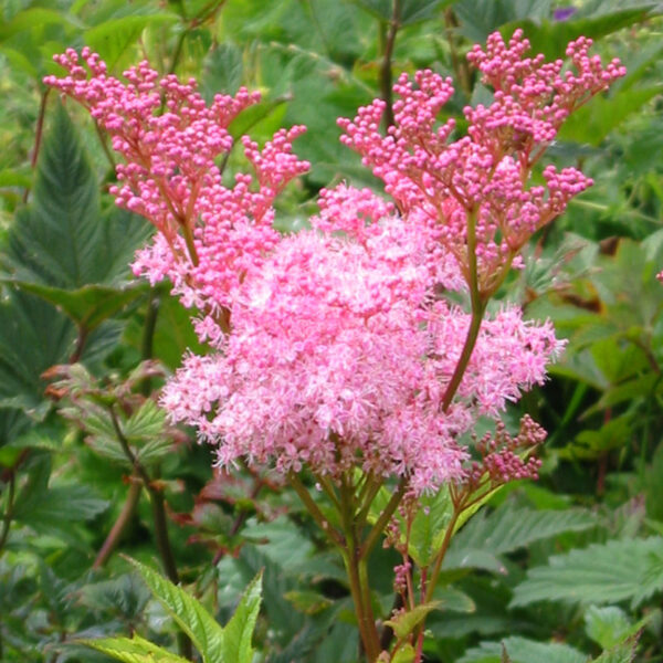 Filipendula rubra 'Venusta'