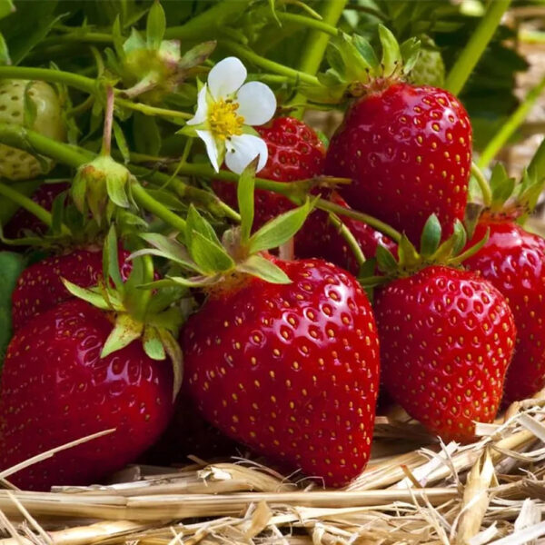 Fragaria ananassa 'Ostara'