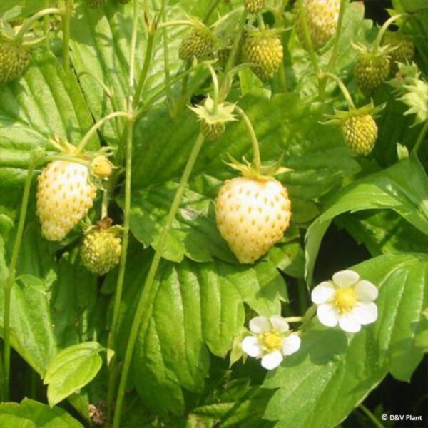 Fragaria vesca 'Yellow Wonder'