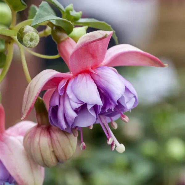 Fuchsia  'Jollies Trailing Versailles'