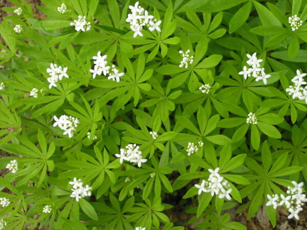 Galium odoratum