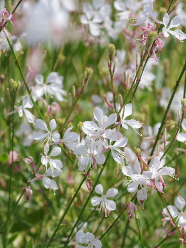 Gaura lindheimeri 'Corrie-s Gold'