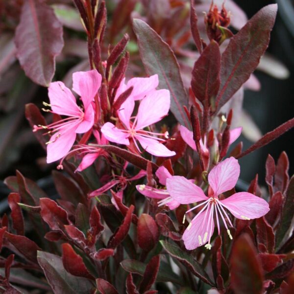 Gaura lindheimeri 'Crimson Butterflies'