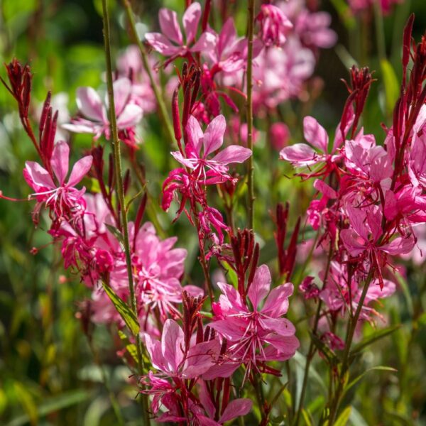 Gaura lindheimeri 'Gaudi Rose'