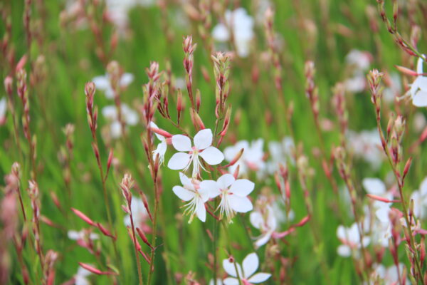 Gaura lindheimeri 'Short Form'