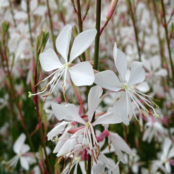 Gaura lindheimeri 'Snowstorm'