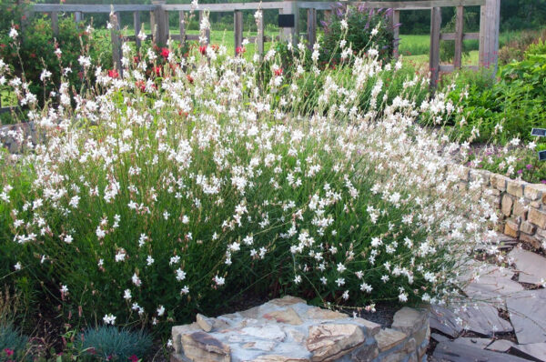 Gaura lindheimeri 'Snowstorm' - Image 2