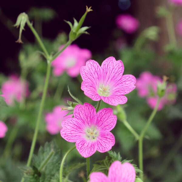 Geranium endressii