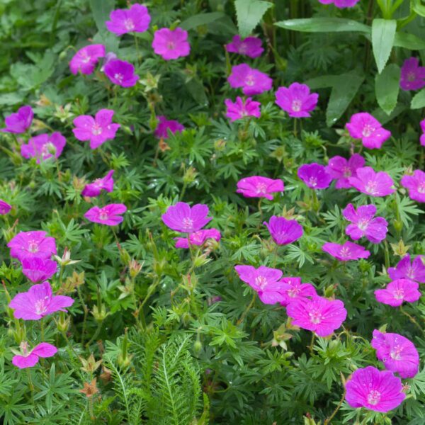 Geranium sanguineum