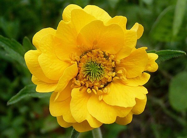 Geum chiloense 'Lady Stratheden'