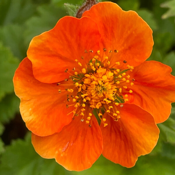 Geum coccineum 'Tosai'