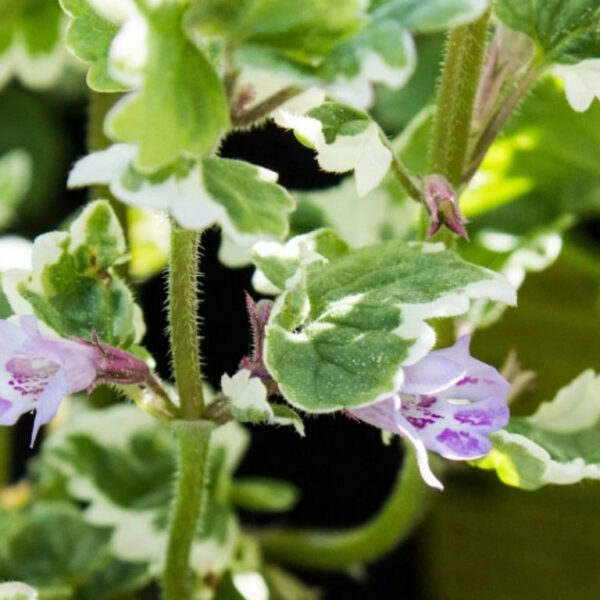 Glechoma hederacea 'Variegata'