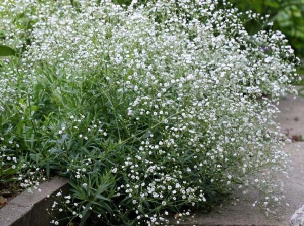 Gypsophila paniculata