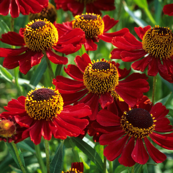 Helenium autumnale 'Helena Red Shades'