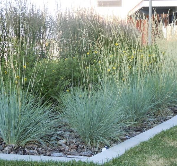 Helictotrichon sempervirens 'Saphirsprudel'