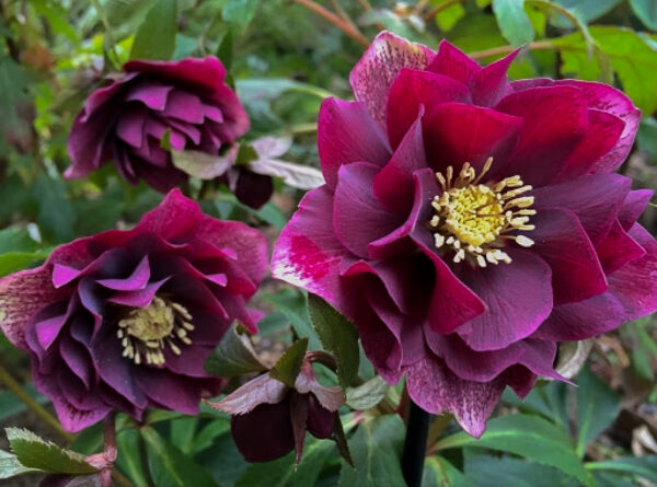 Helleborus orientalis 'Double Red Hybrids'