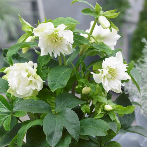 Helleborus orientalis 'Double White'