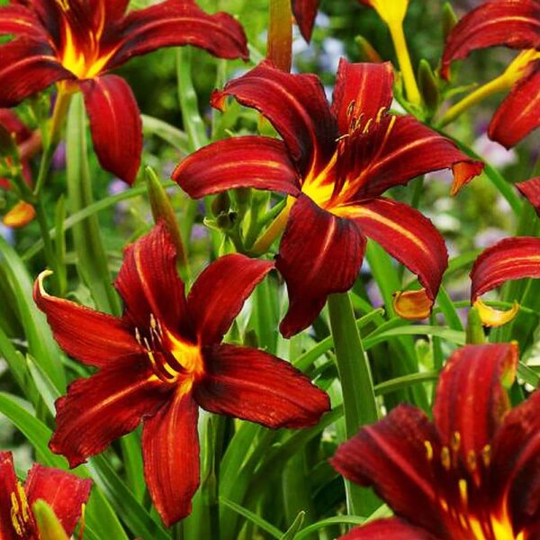 Hemerocallis  'Autumn Red'