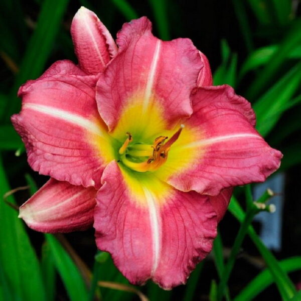 Hemerocallis 'Matrousjka'