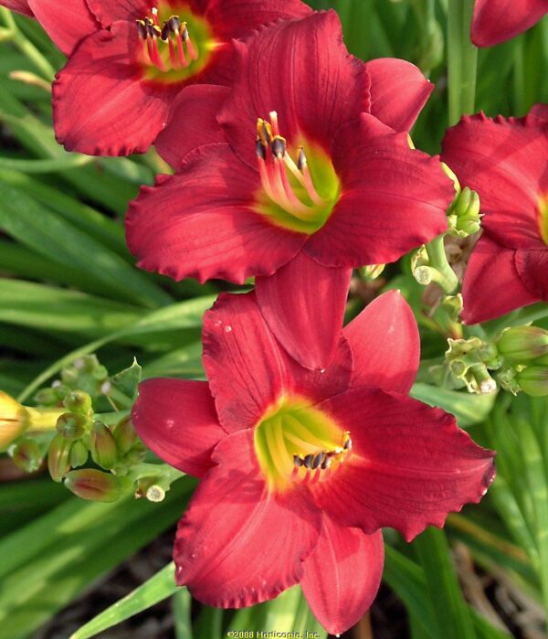 Hemerocallis 'Pardon Me'